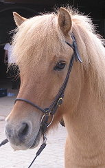 kopf